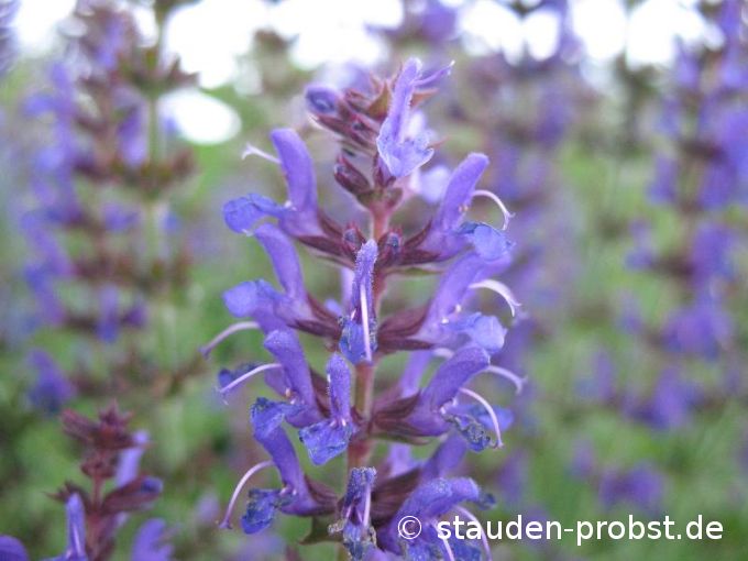 Salvia nemorosa 'Rügen' - Gartensalbei