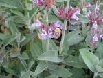 salvia-officinalis-2
