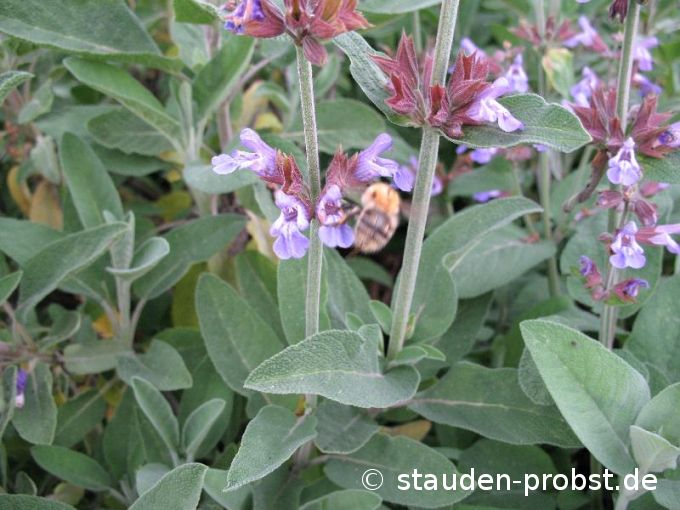 Salvia officinalis - Salbei