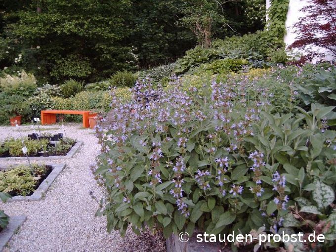 Salvia officinalis - Salbei