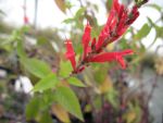 salvia-rutilans