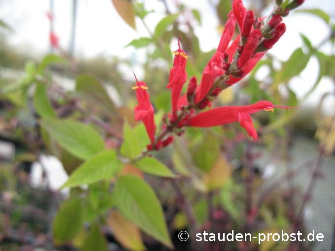 Salvia rutilans - Ananassalbei