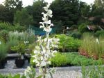 salvia-sclarea-vatican-white