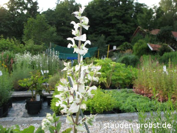Salvia sclarea 'Vatican White' - Muskatellersalbei