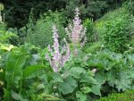 salvia-sclarea