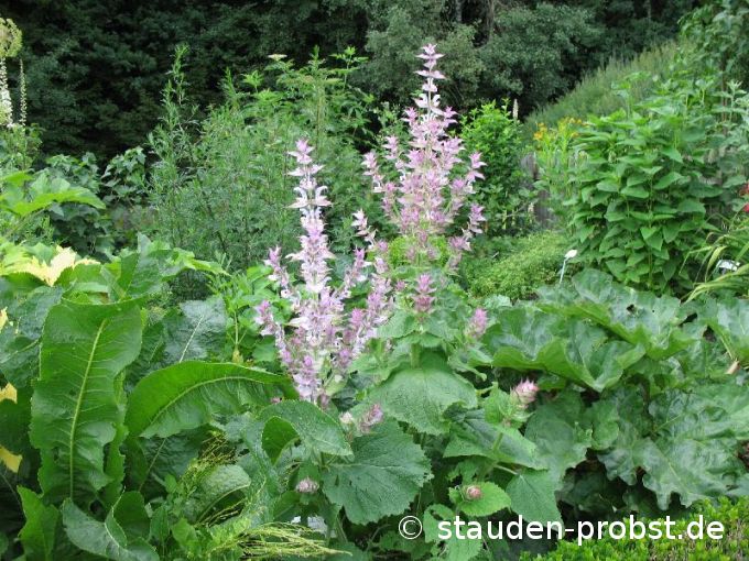 Salvia sclarea - Muskatellersalbei