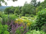 salvia-verticillata-purple-rain