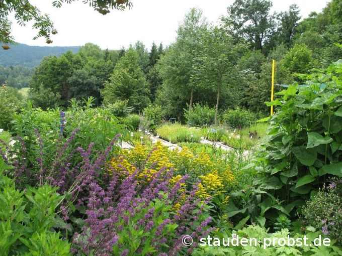 Salvia verticillata 'Purple Rain' - Quirlblütiger Salbei