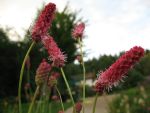 sanguisorba-pink-elephant