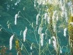 sanguisorba-tenuifolia-alba-2