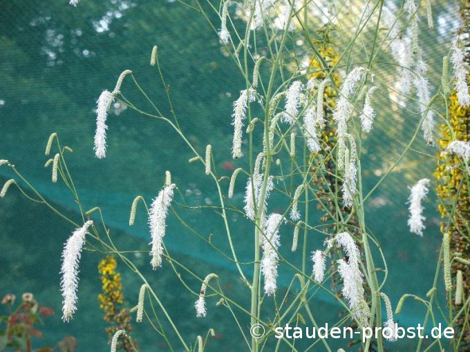 Sanguisorba tenuifolia 'Alba' - Hoher Wiesenknopf