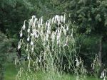 sanguisorba-tenuifolia-alba