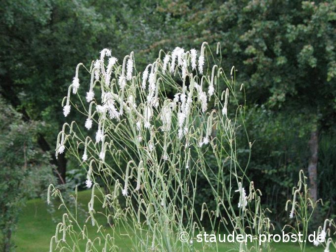 Sanguisorba tenuifolia 'Alba' - Hoher Wiesenknopf