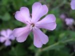 saponaria-lempergii-max-frei-2
