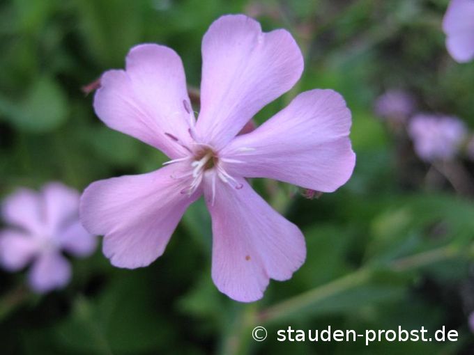 Saponaria x lempergii 'Max Frei' - Seifenkraut