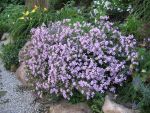 saponaria-lempergii-max-frei
