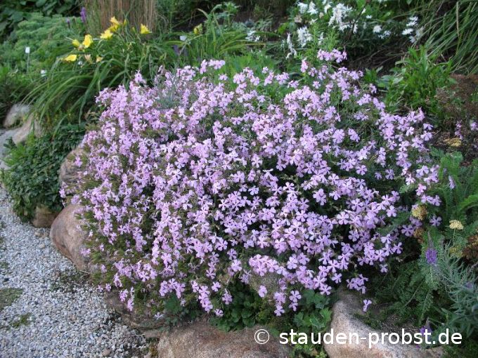 Saponaria x lempergii 'Max Frei' - Seifenkraut