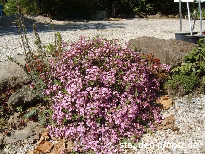 Saponaria ocymoides - Kleines Seifenkraut