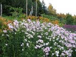 saponaria-officinalis-plena-2