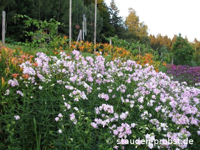 Saponaria officinalis 'Plena' - Echtes Seifenkraut