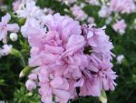 saponaria-officinalis-plena
