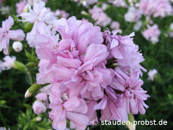 Saponaria officinalis 'Plena' - Echtes Seifenkraut