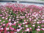 saxifraga-arendsii-ingeborg-2