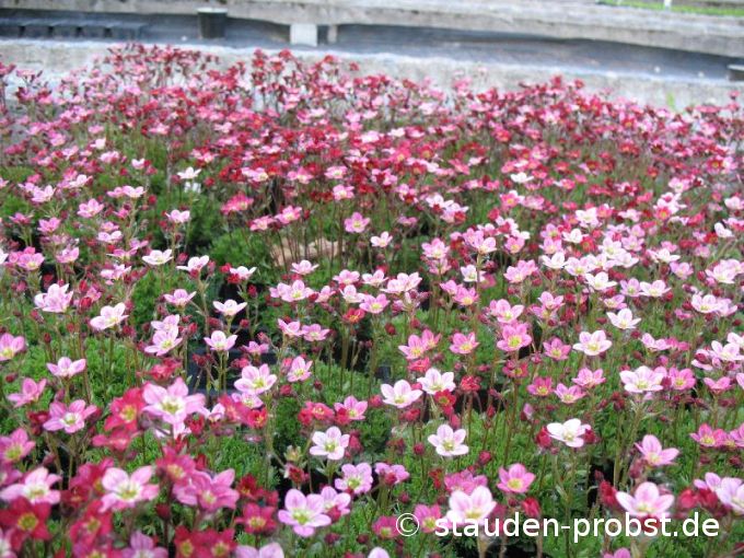 Saxifraga arendsii 'Ingeborg' - Moossteinbrech