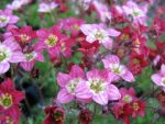 saxifraga-arendsii-ingeborg