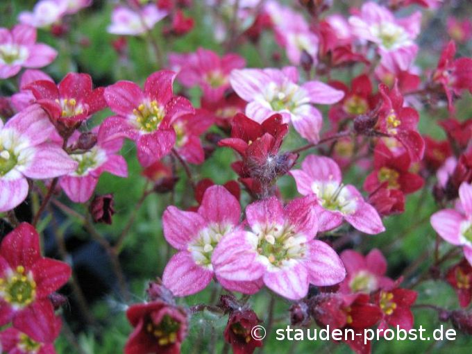 Saxifraga arendsii 'Ingeborg' - Moossteinbrech