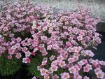 saxifraga-arendsii-peter-pan-2