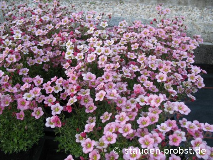Saxifraga arendsii 'Peter Pan' - Moossteinbrech