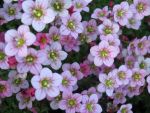 saxifraga-arendsii-peter-pan