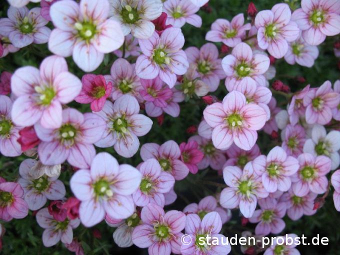 Saxifraga arendsii 'Peter Pan' - Moossteinbrech