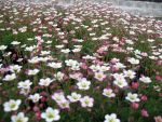 saxifraga-arendsii-pixie-2