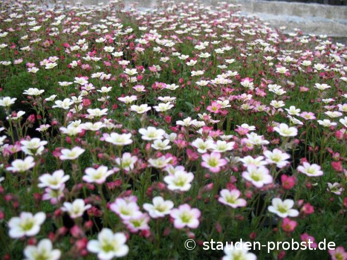 Saxifraga arendsii 'Pixie' - Moossteinbrech
