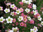 saxifraga-arendsii-pixie