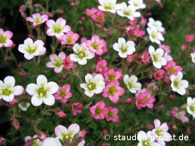 Saxifraga arendsii 'Pixie' - Moossteinbrech