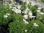 saxifraga-arendsii-schneeteppich-2