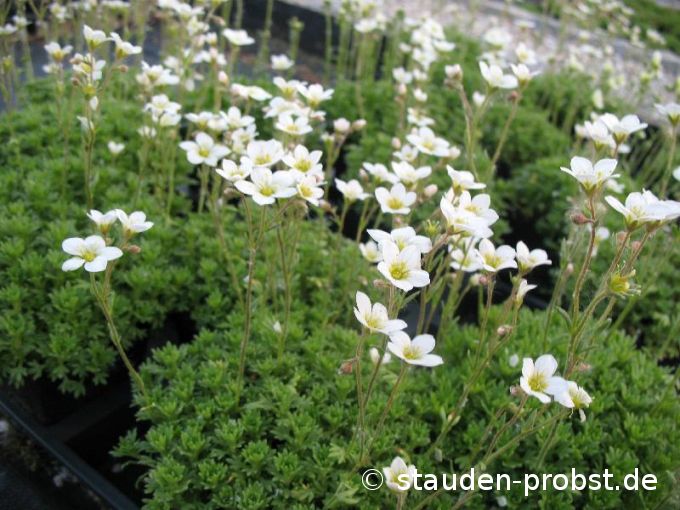 Saxifraga arendsii 'Schneeteppich' - Moossteinbrech