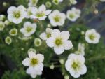 saxifraga-arendsii-schneeteppich