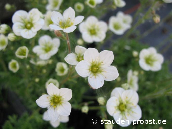 Saxifraga arendsii 'Schneeteppich' - Moossteinbrech