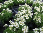saxifraga-arendsii-schneezwerg-2