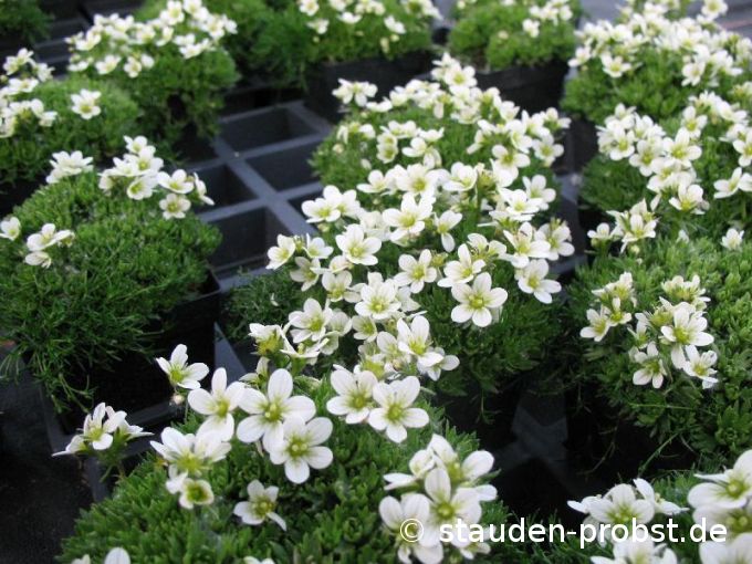 Saxifraga arendsii 'Schneezwerg' - Moossteinbrech