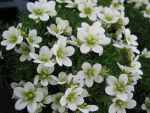 saxifraga-arendsii-schneezwerg