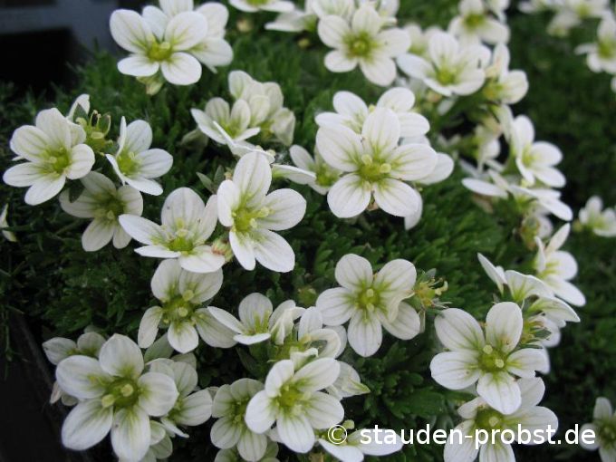Saxifraga arendsii 'Schneezwerg' - Moossteinbrech