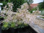 saxifraga-cotyledon-2