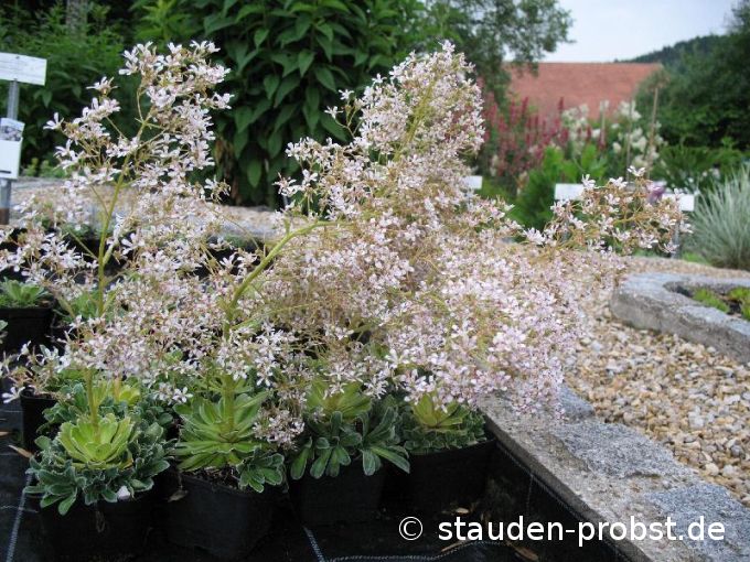 Saxifraga cotyledon - Silberrosettensteinbrech