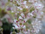 saxifraga-cotyledon
