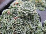 saxifraga-paniculata-minor